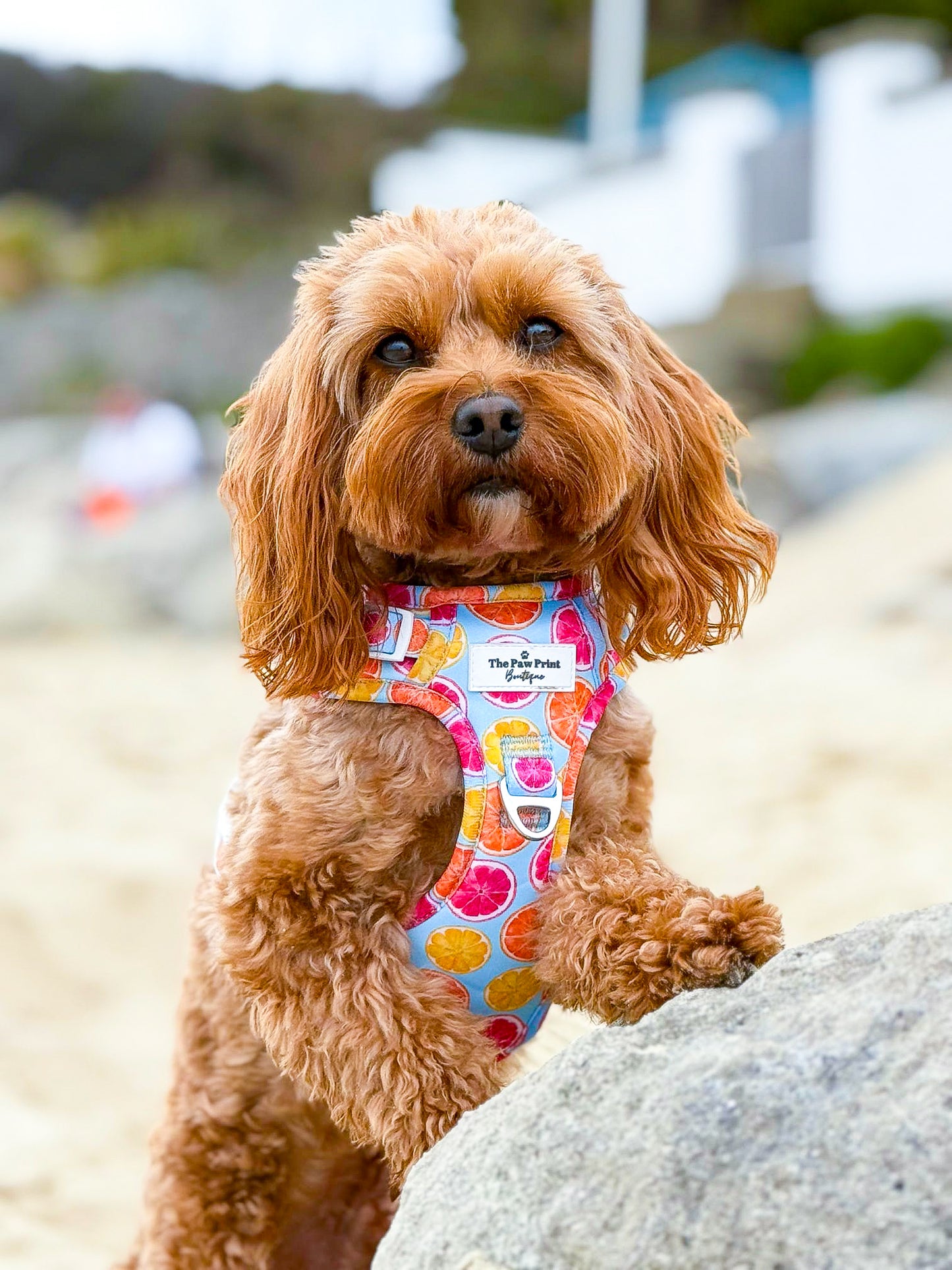 Squeeze the Day Adventure Paws Harness