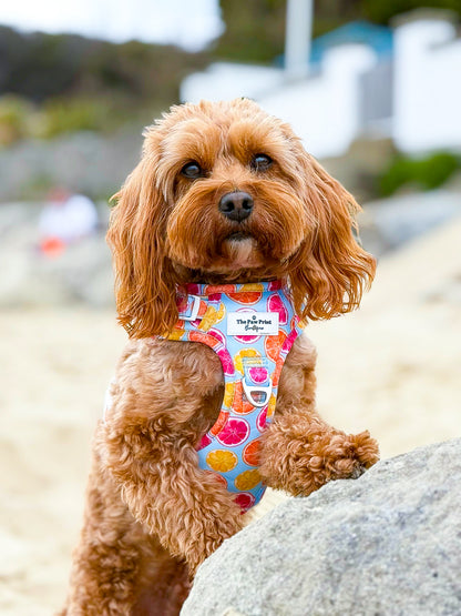 Squeeze the Day Adventure Paws Harness