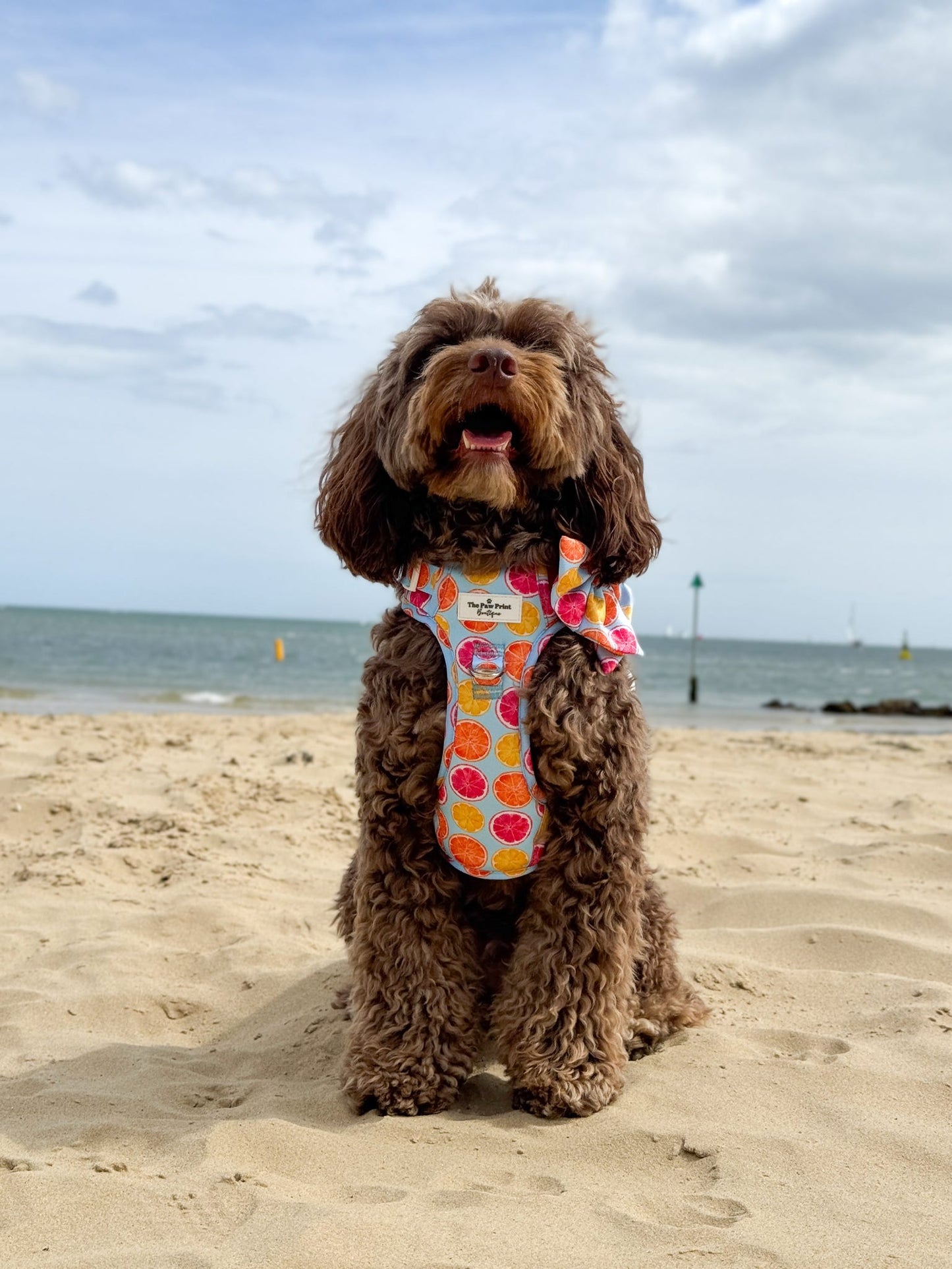 Squeeze the Day Adventure Paws Harness