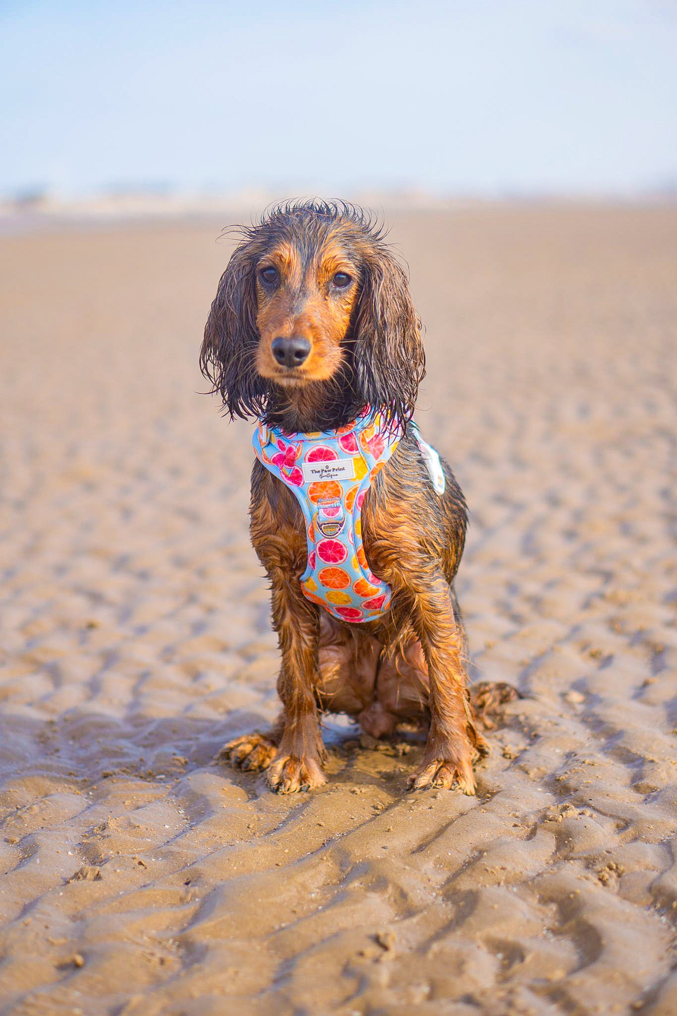 Squeeze the Day Adventure Paws Harness