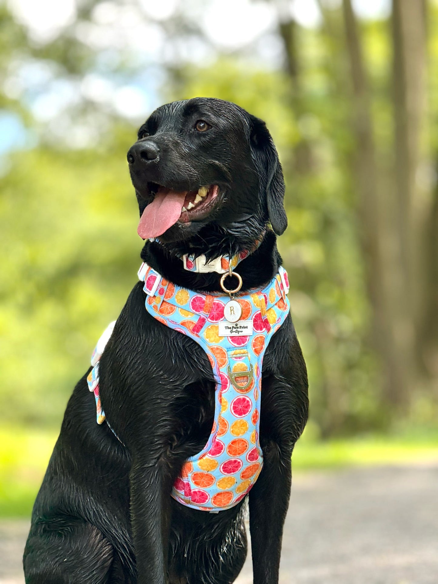 Squeeze the Day Adventure Paws Harness