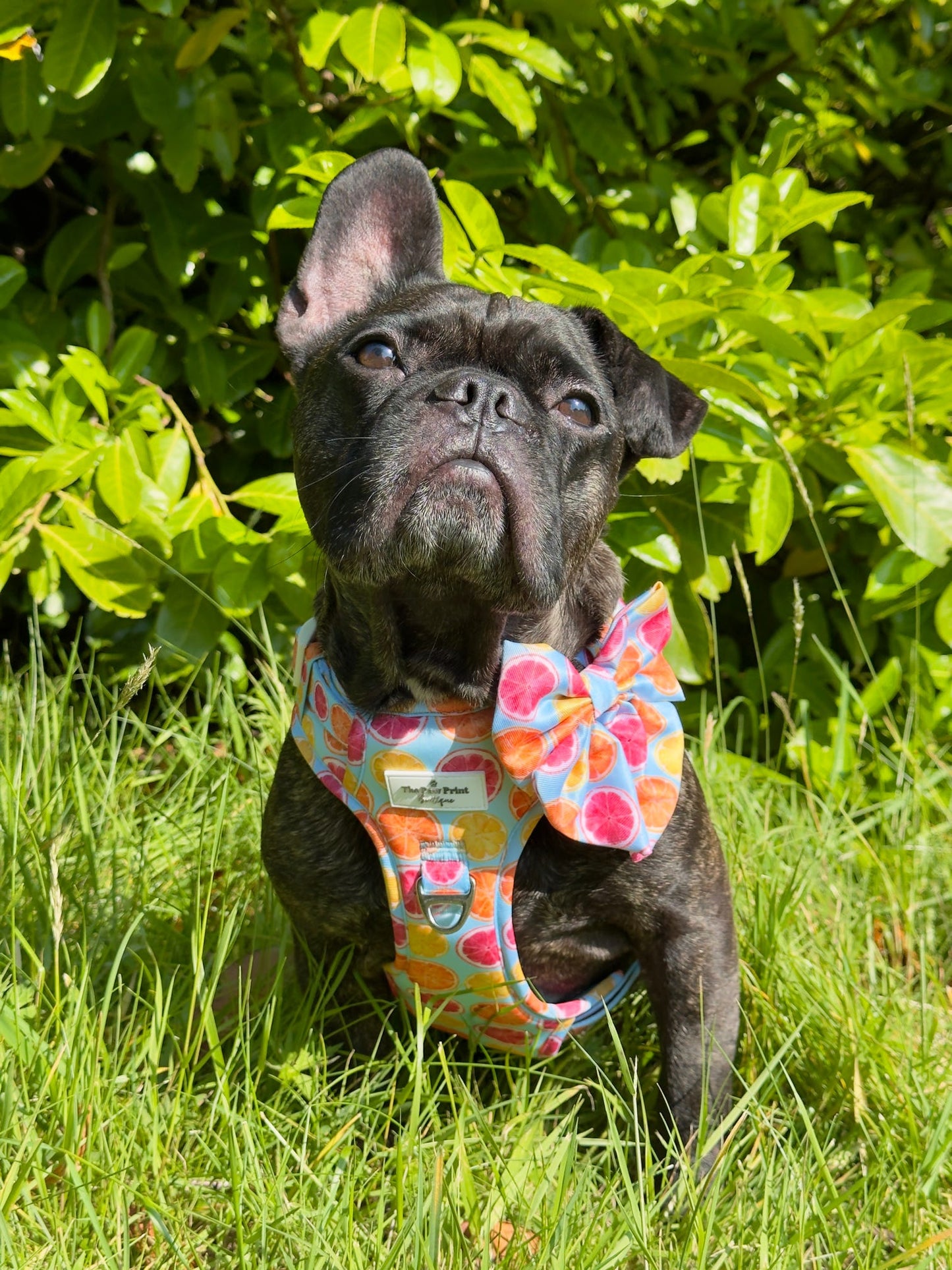 Squeeze the Day Adventure Paws Harness
