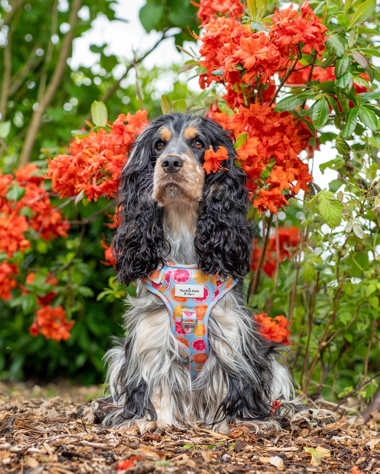 Squeeze the Day Adventure Paws Harness
