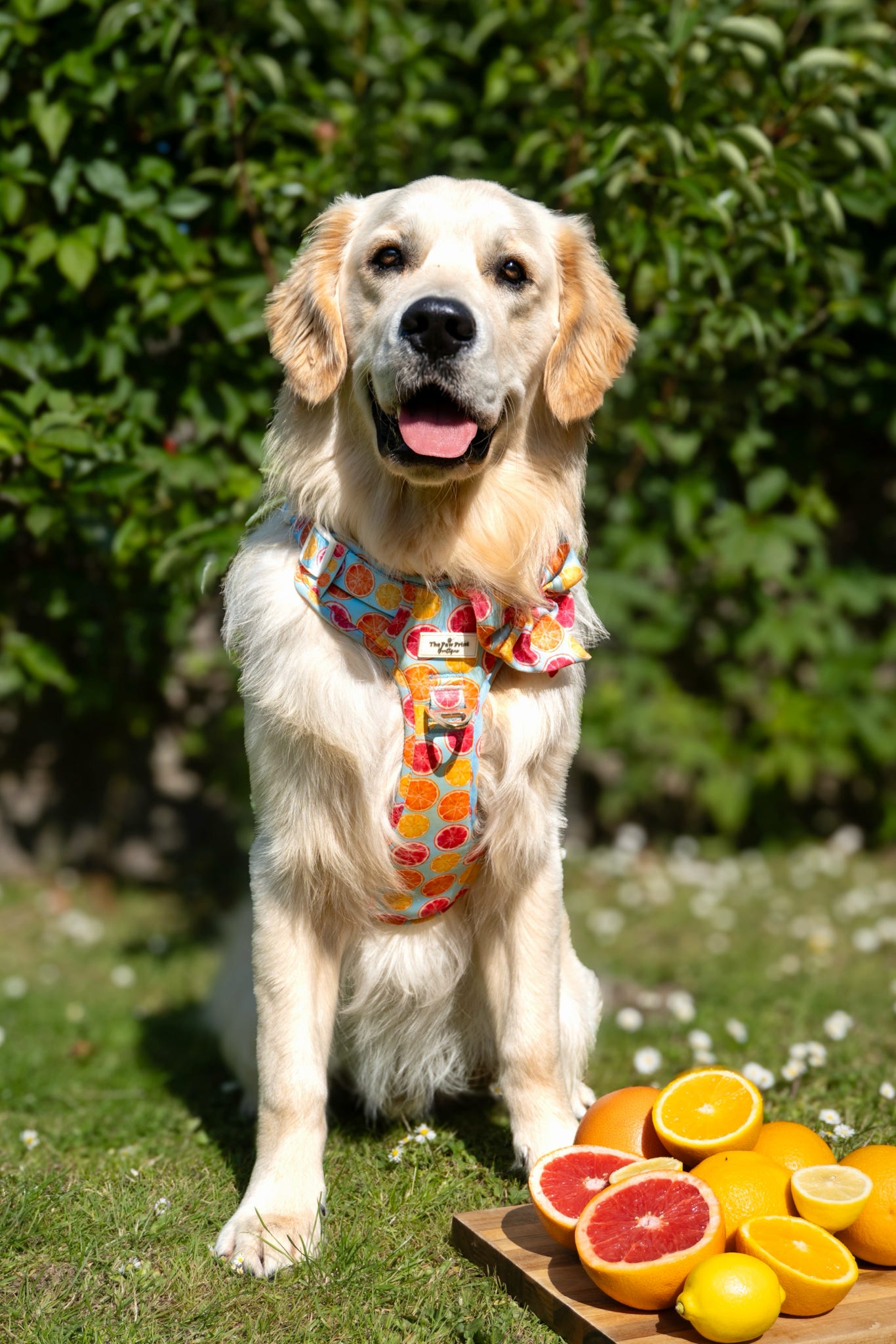 Squeeze the Day Adventure Paws Harness