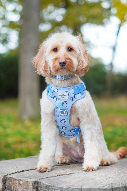 Percy Penguin Adventure Paws Harness