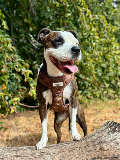 The Embroidered Little Bear Cub Adventure Paws Harness