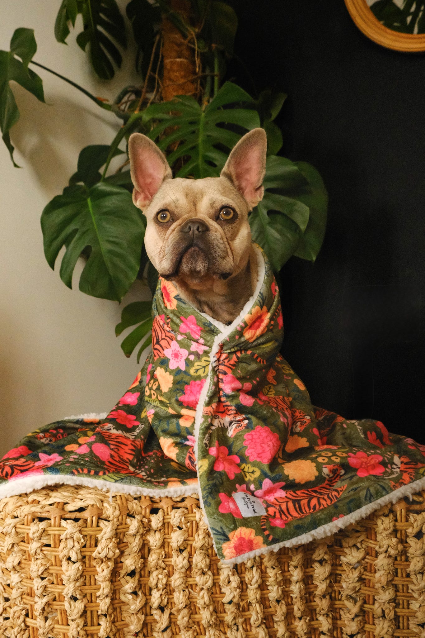 The Tiger who came to TPPB Dog Blanket