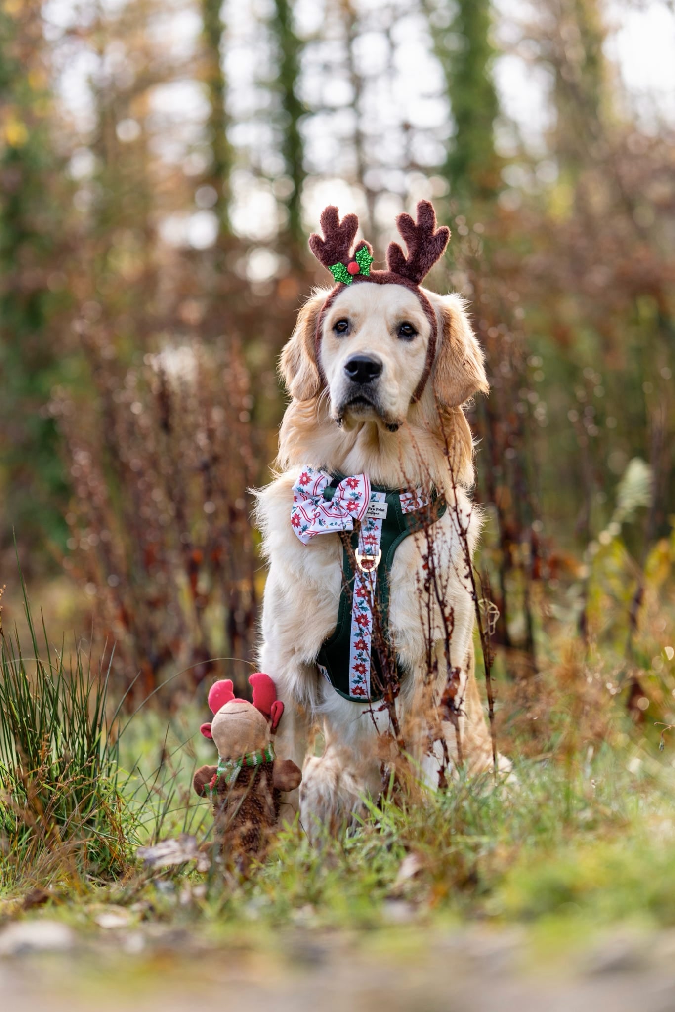 Festive Traditions Adventure Paws Harness