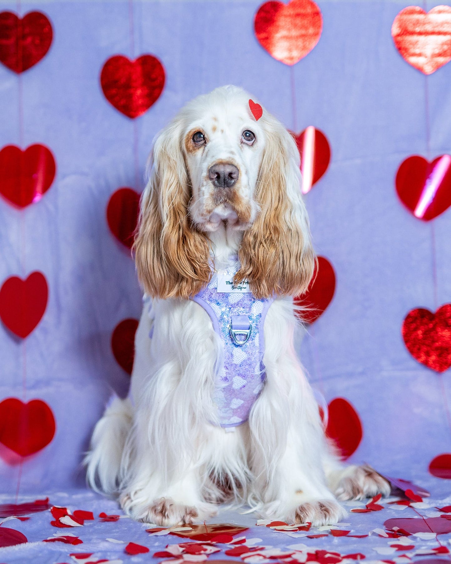 The Sassy in Sequins - Lilac Adventure Paws Harness