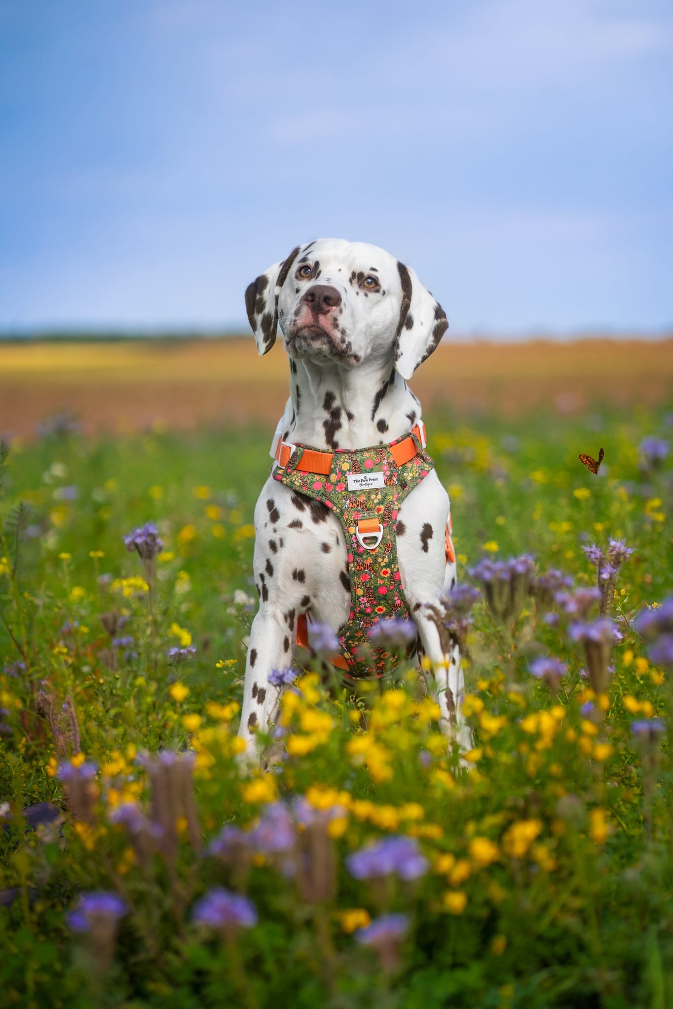 The Tiger who came to TPPB Adventure Paws Harness