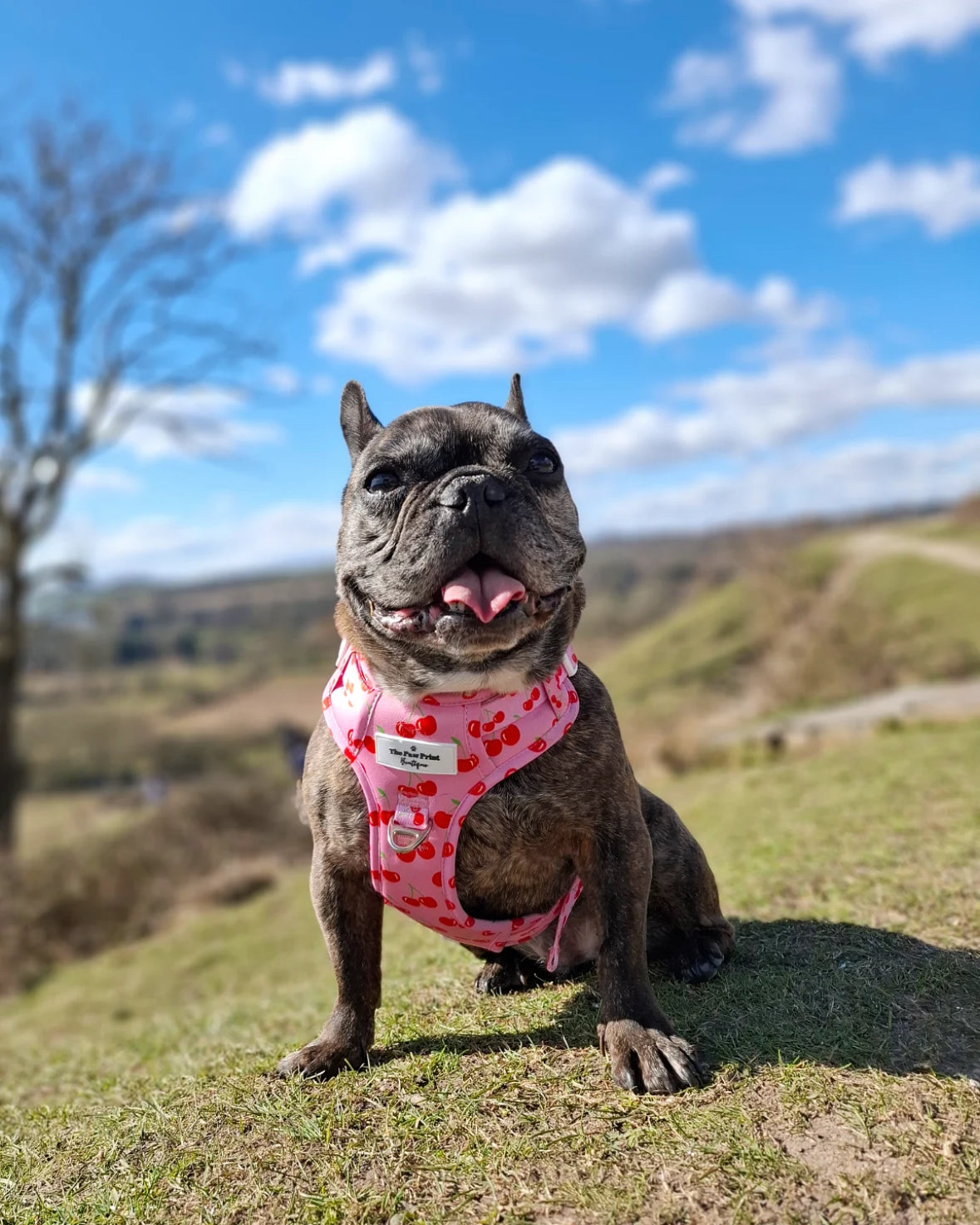 Cherry on Top Adventure Paws Harness