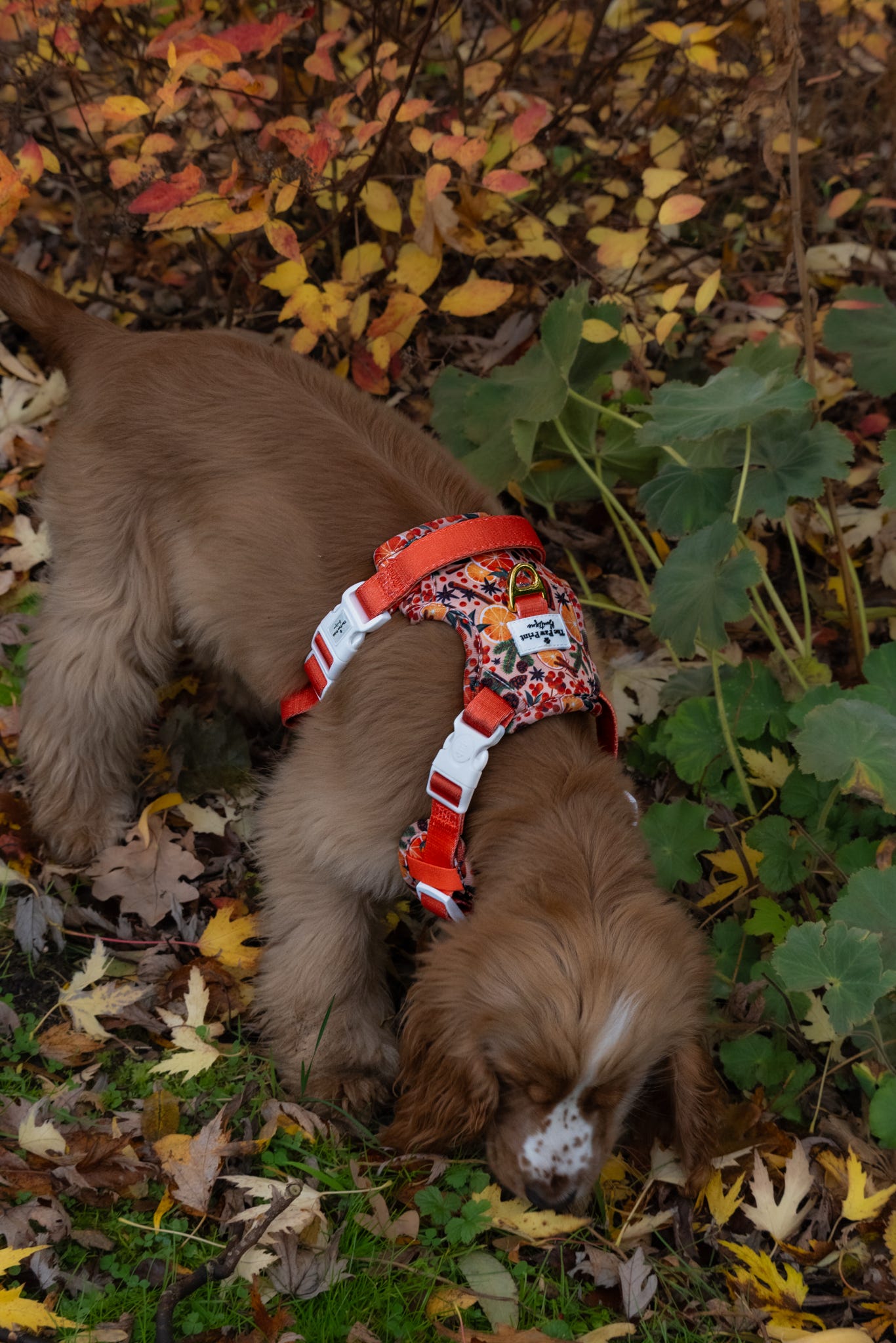 Winter Scents Adventure Paws Harness