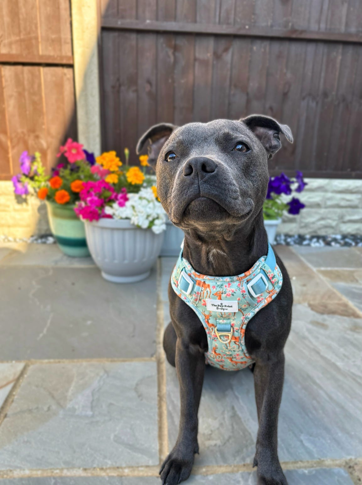 Bambi in Bloom Adventure Paws Harness
