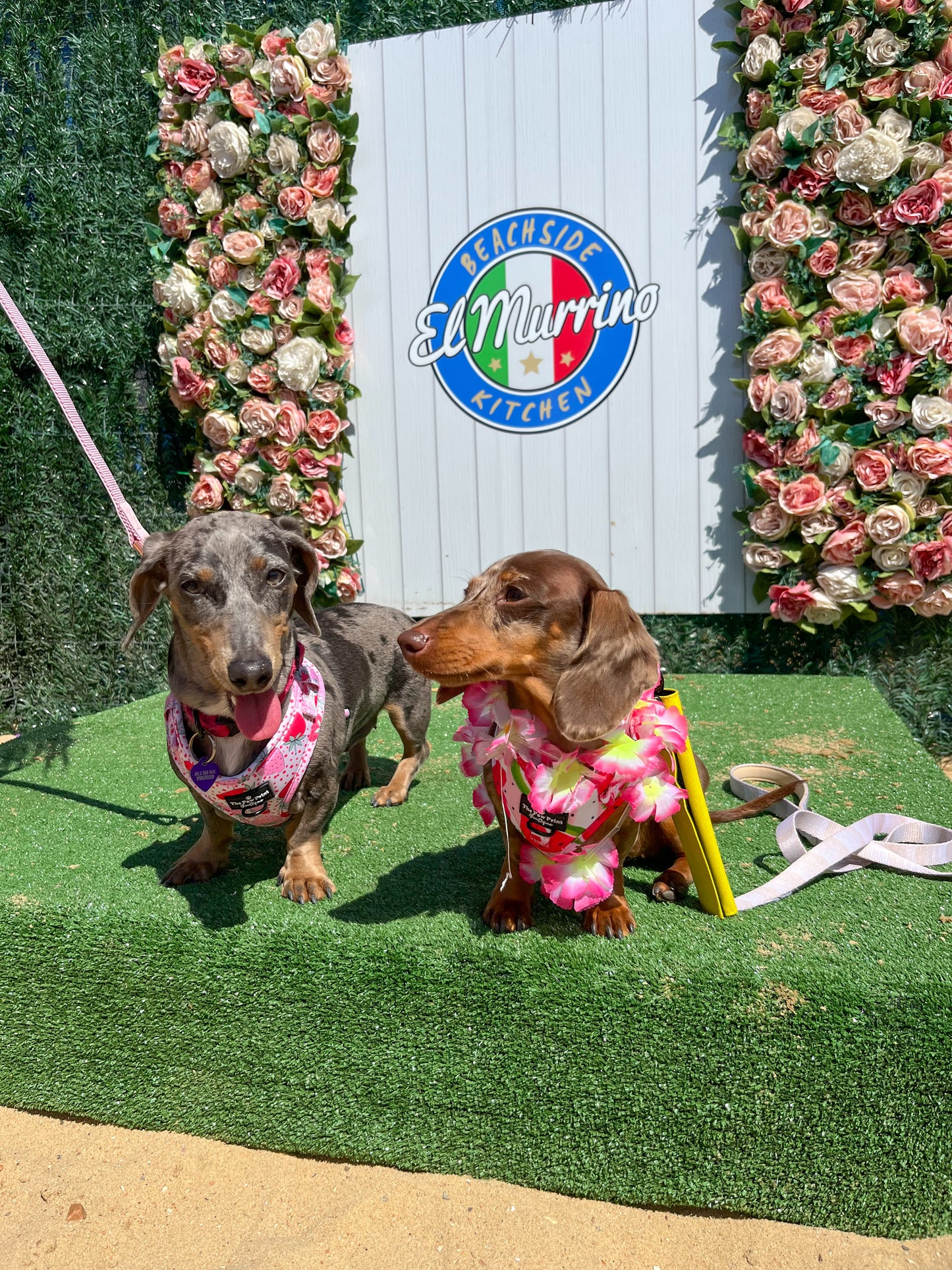 Beach Club Pawty Tickets 🏖️