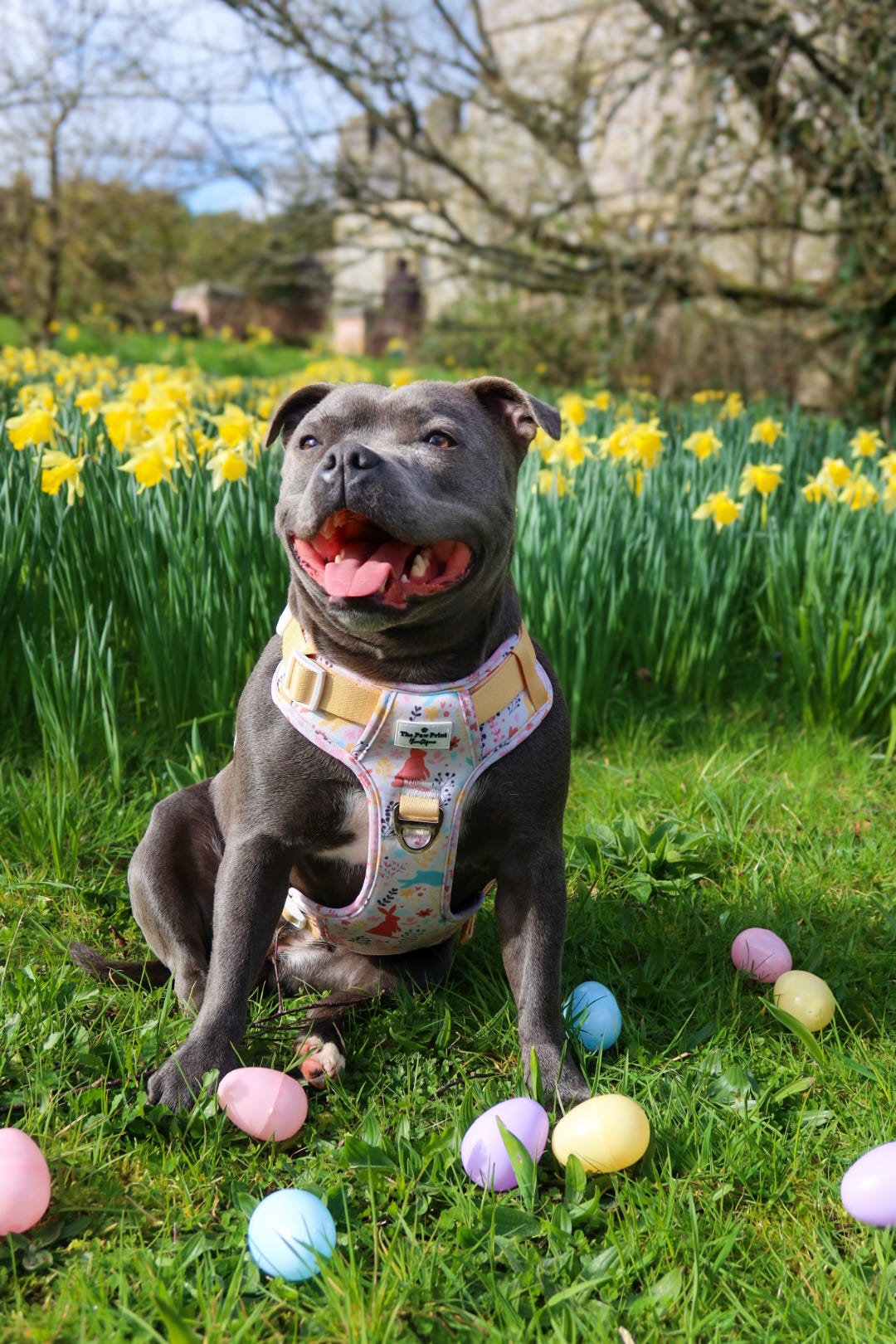 Hop into Bloom Adventure Paws Harness