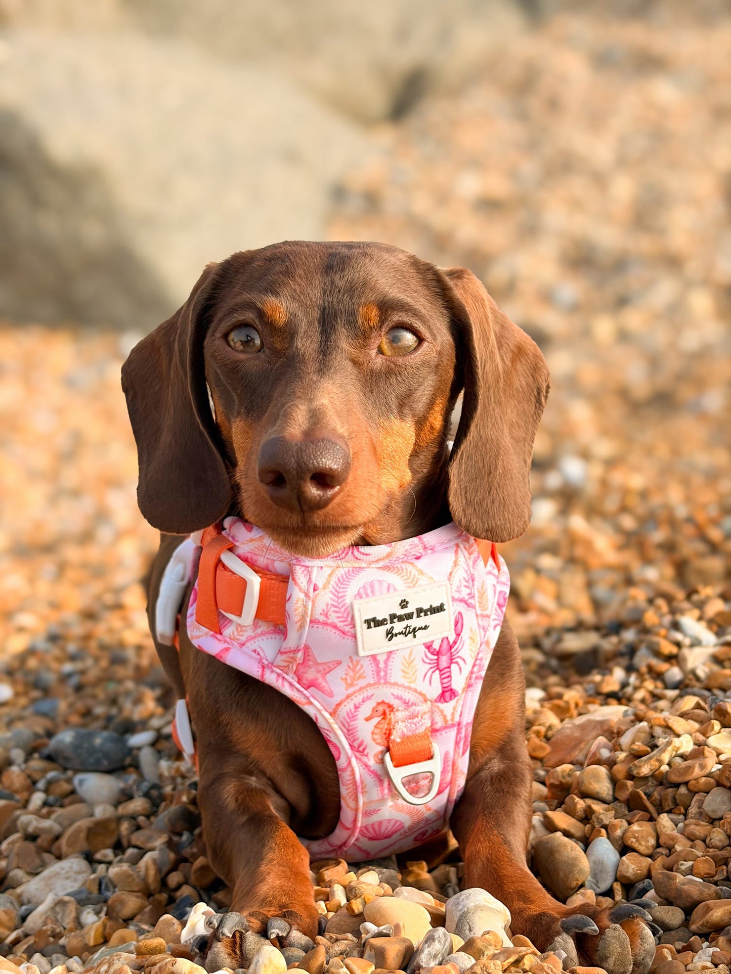Under the Sea Paws Harness