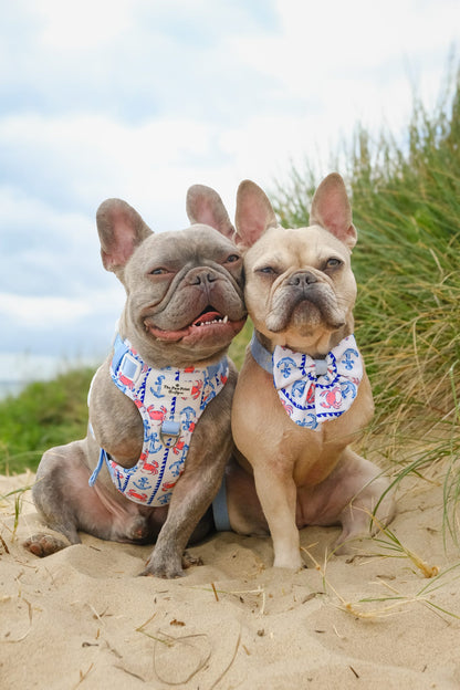 Absolutely Crabulous Adventure Paws Harness