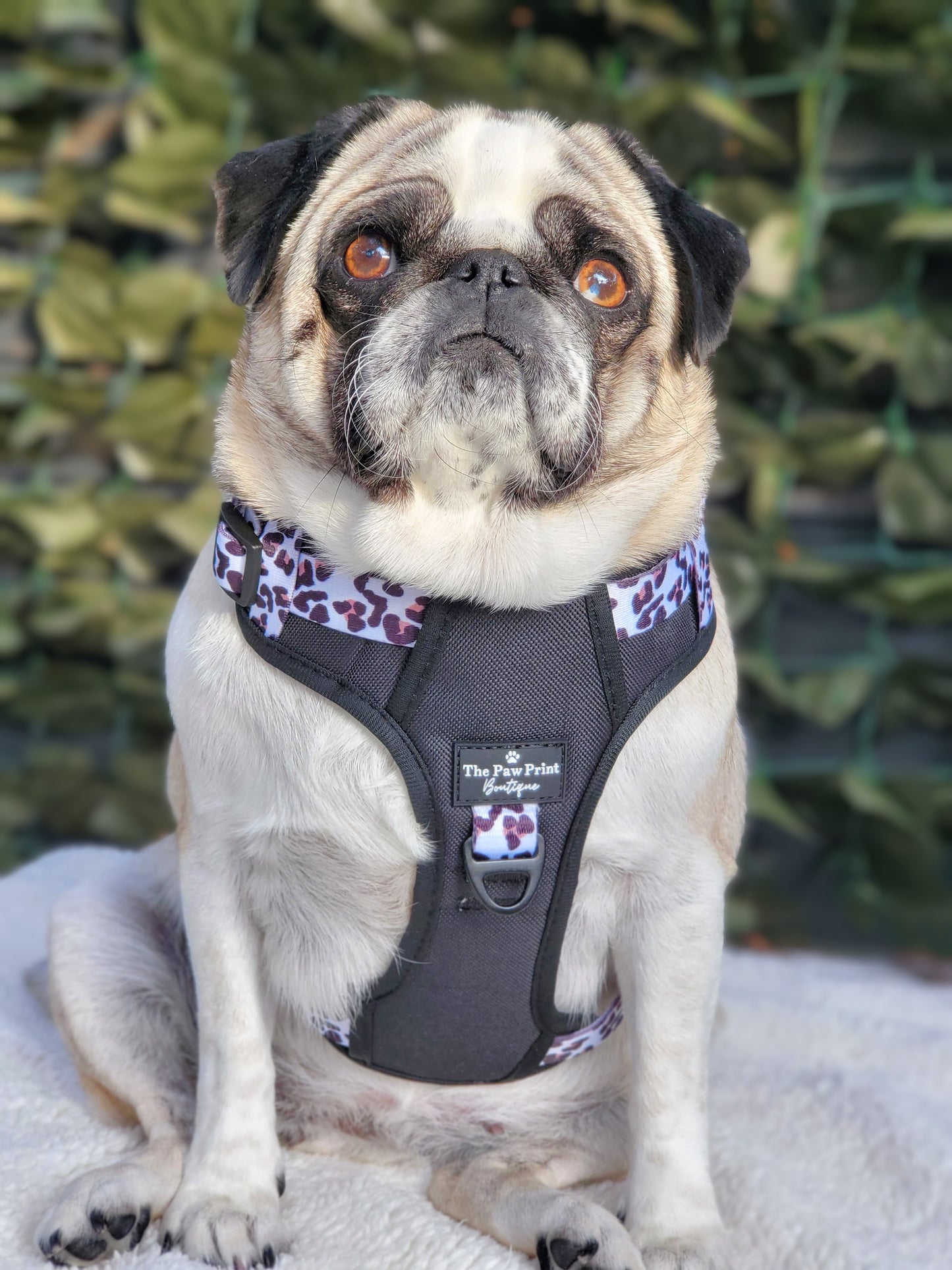 The Lavish Leopard Adventure Paws Harness