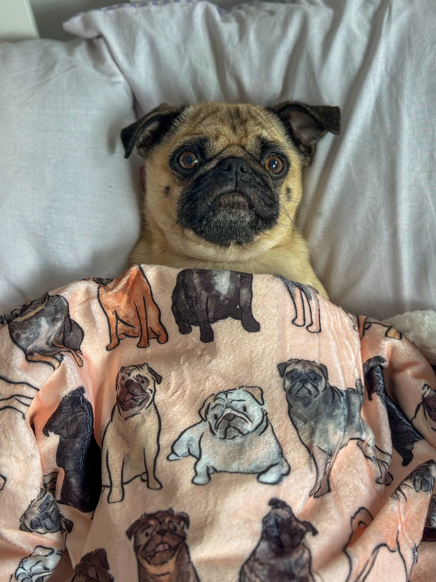 The Pug Dog Blanket