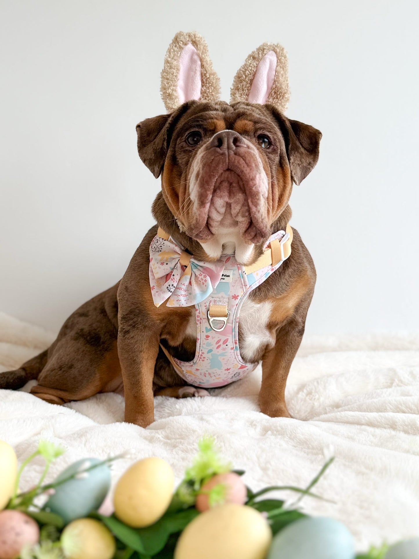 Hop into Bloom Adventure Paws Harness