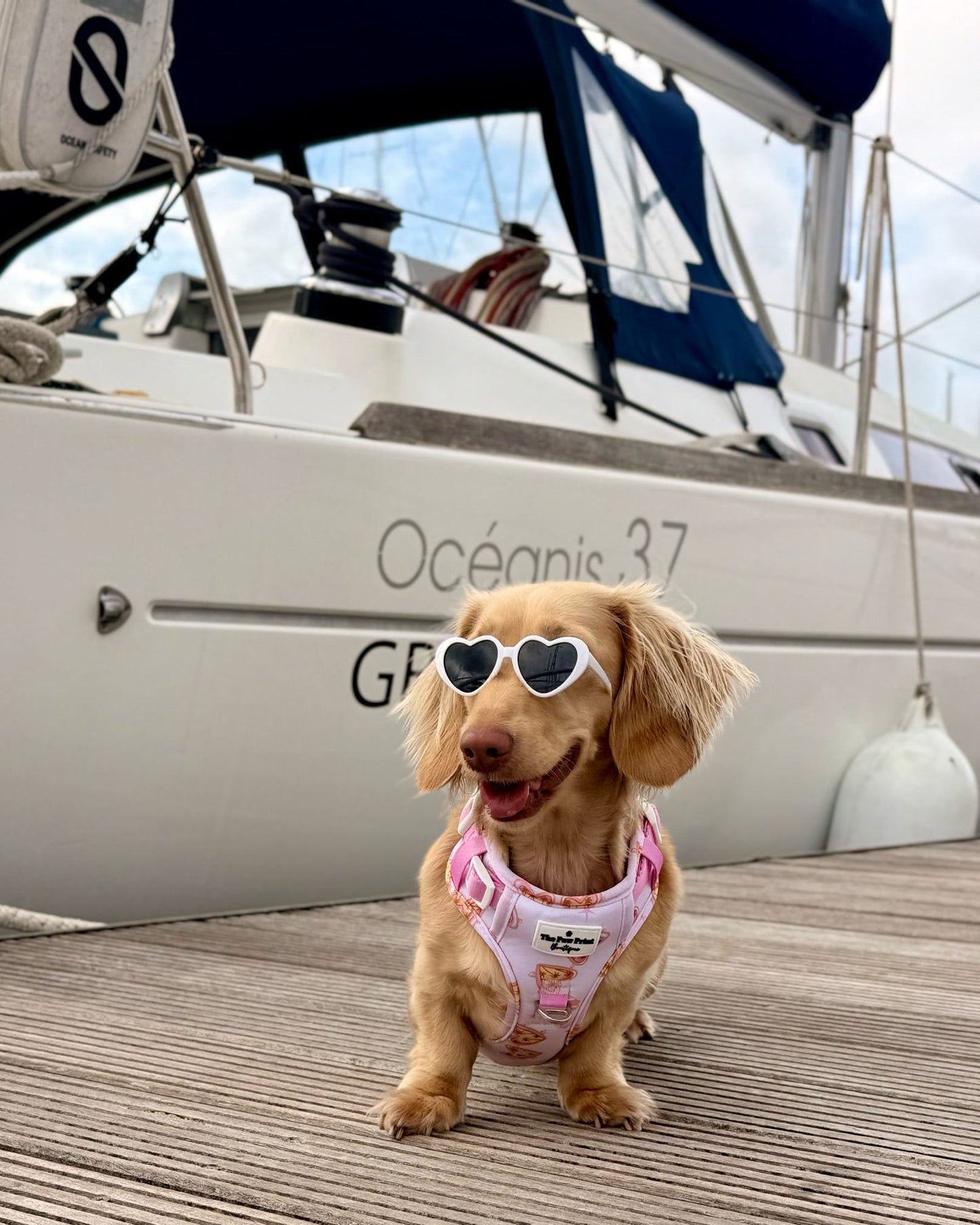 Miami Palms Adventure Paws Harness