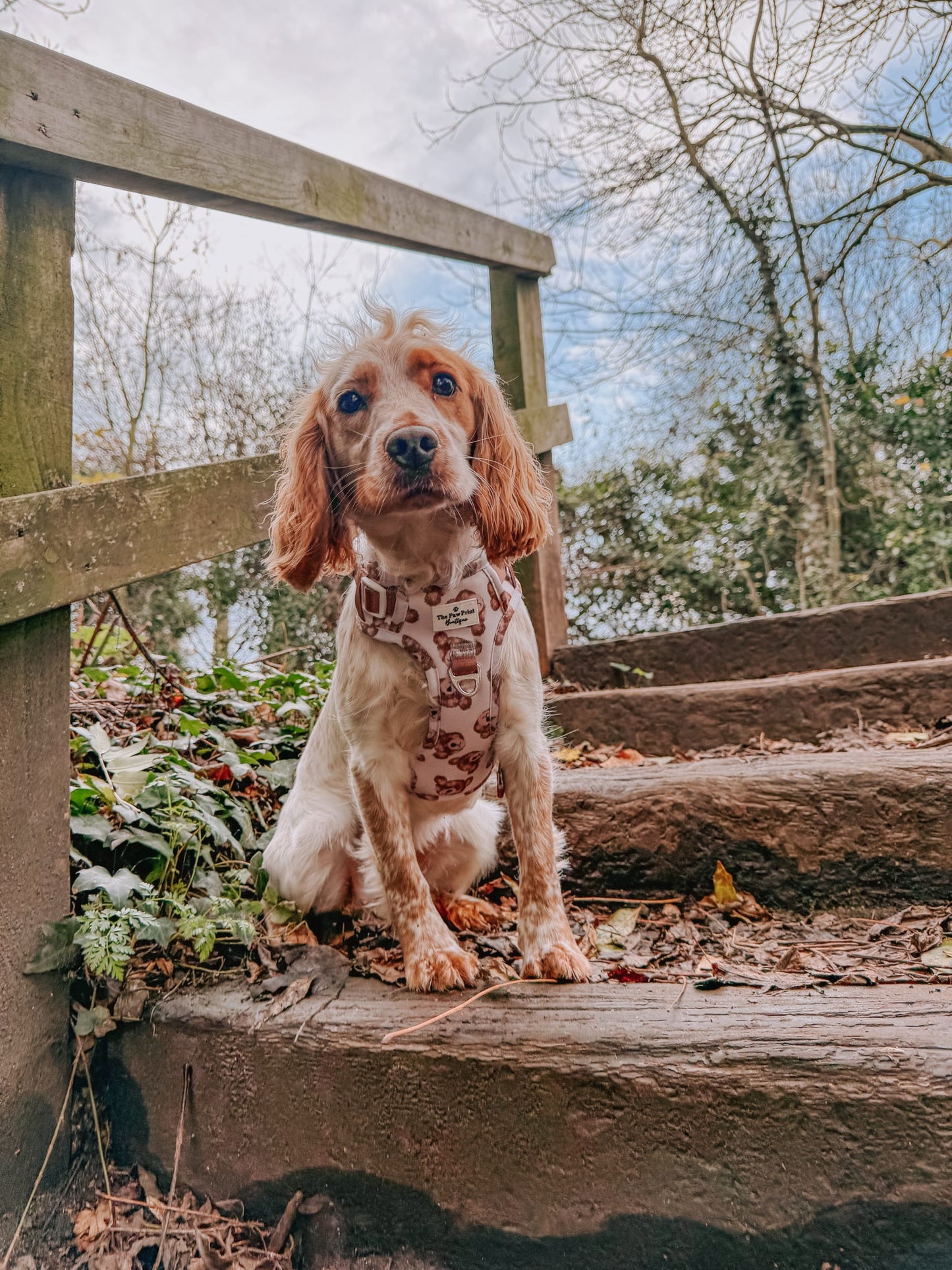 The Little Bear Cub Adventure Paws Harness