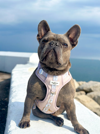 Palm Springs Adventure Paws Harness