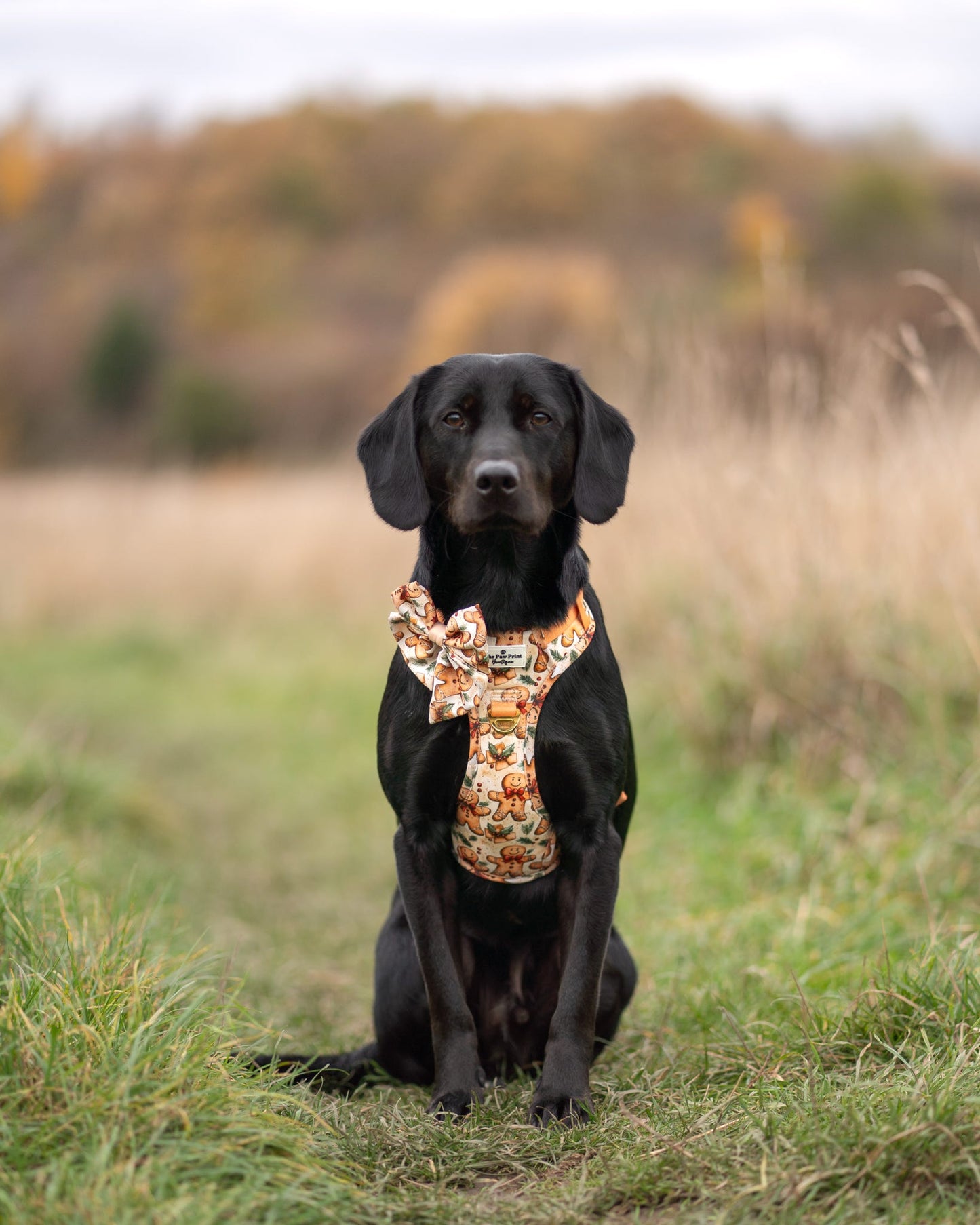 Gingerbread Grove Adventure Paws Harness