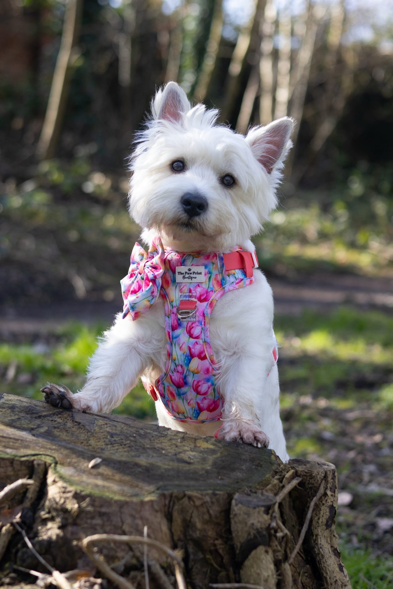 The Tulip Field Adventure Paws Harness