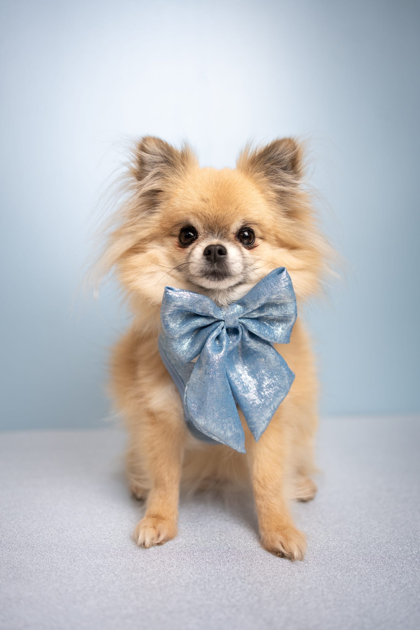 The Ocean Blue Bow Tie