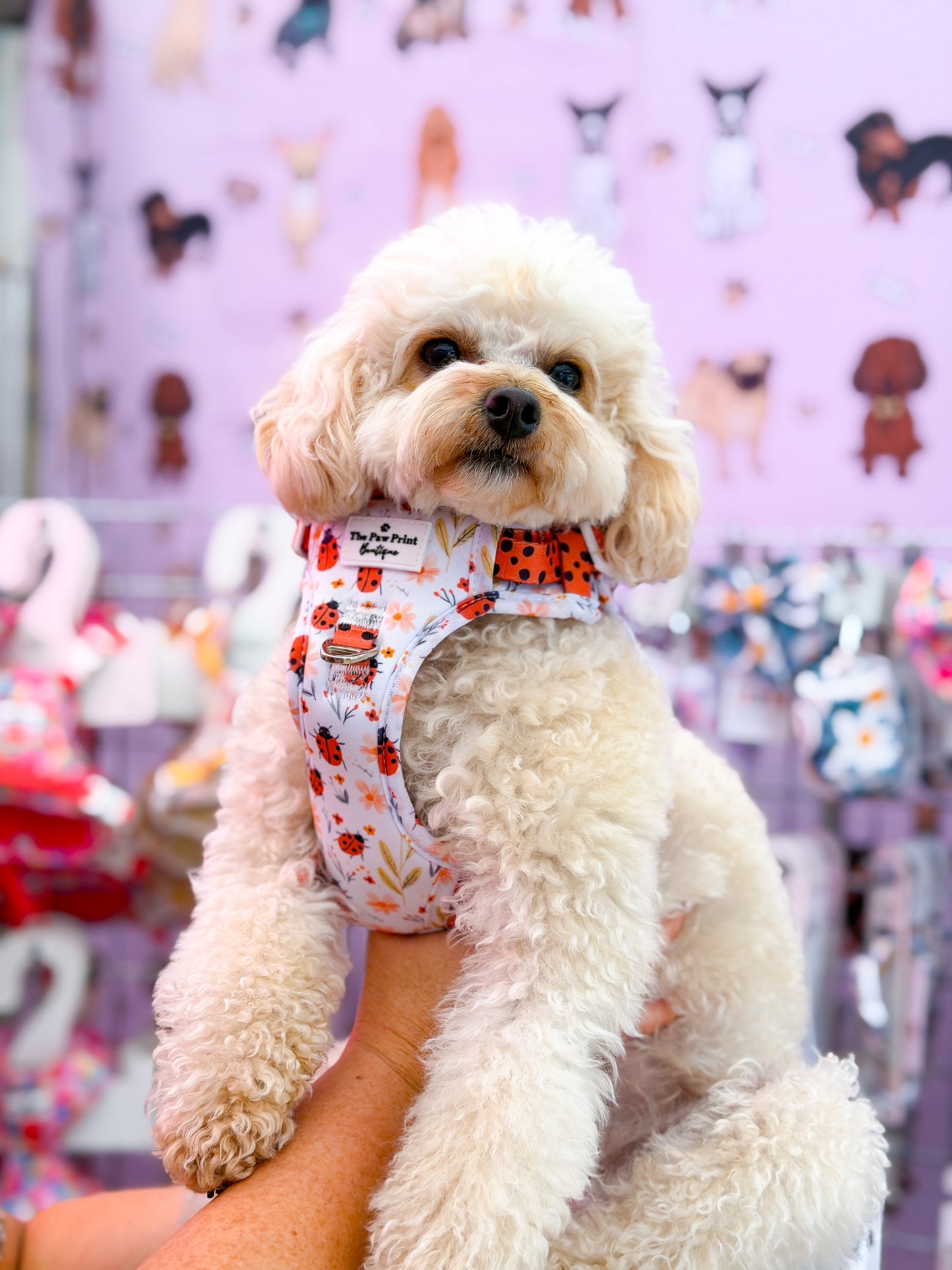 Ladybird Lane Adventure Paws Harness