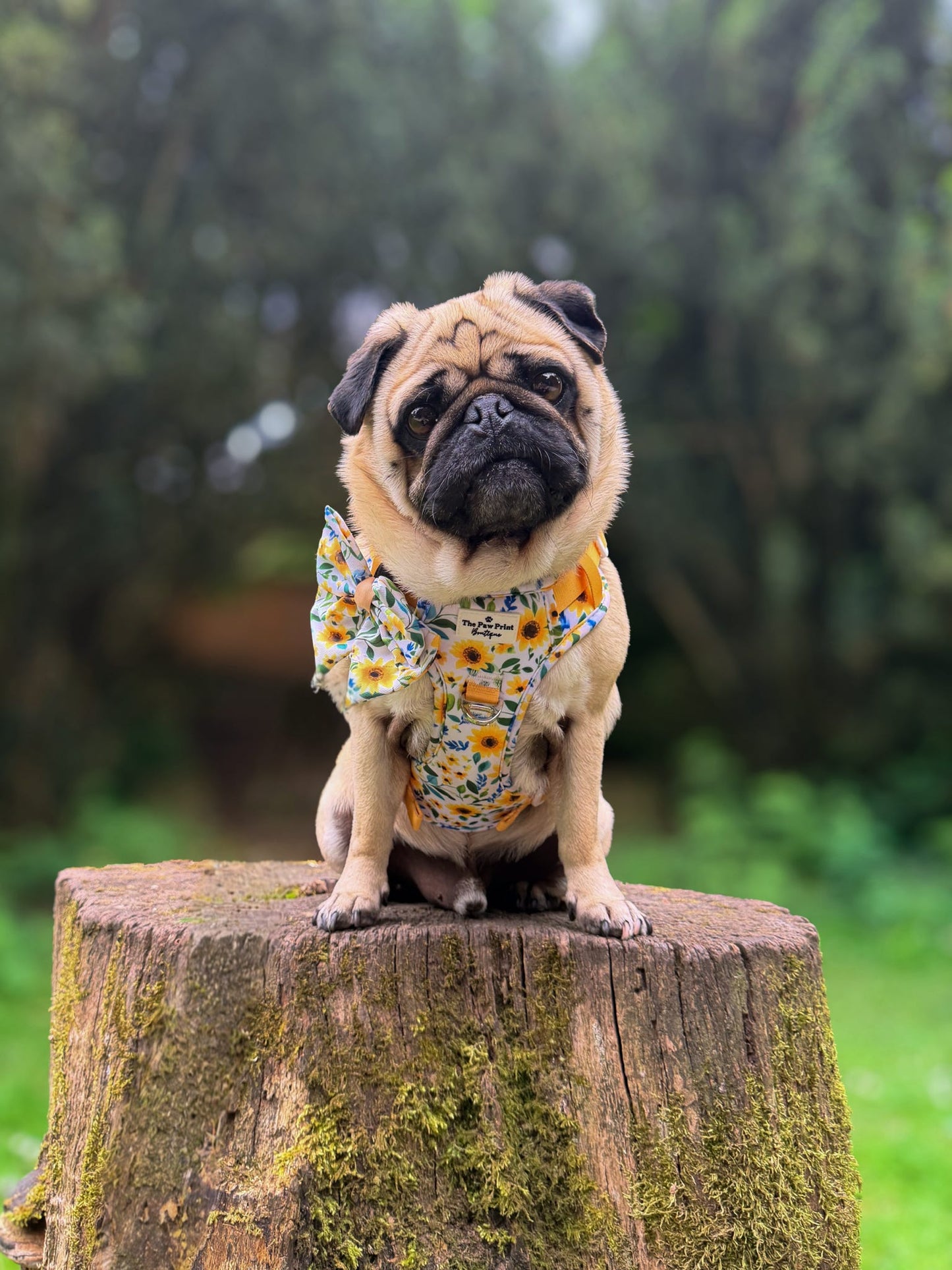 Sunny Sunflowers Adventure Paws Harness