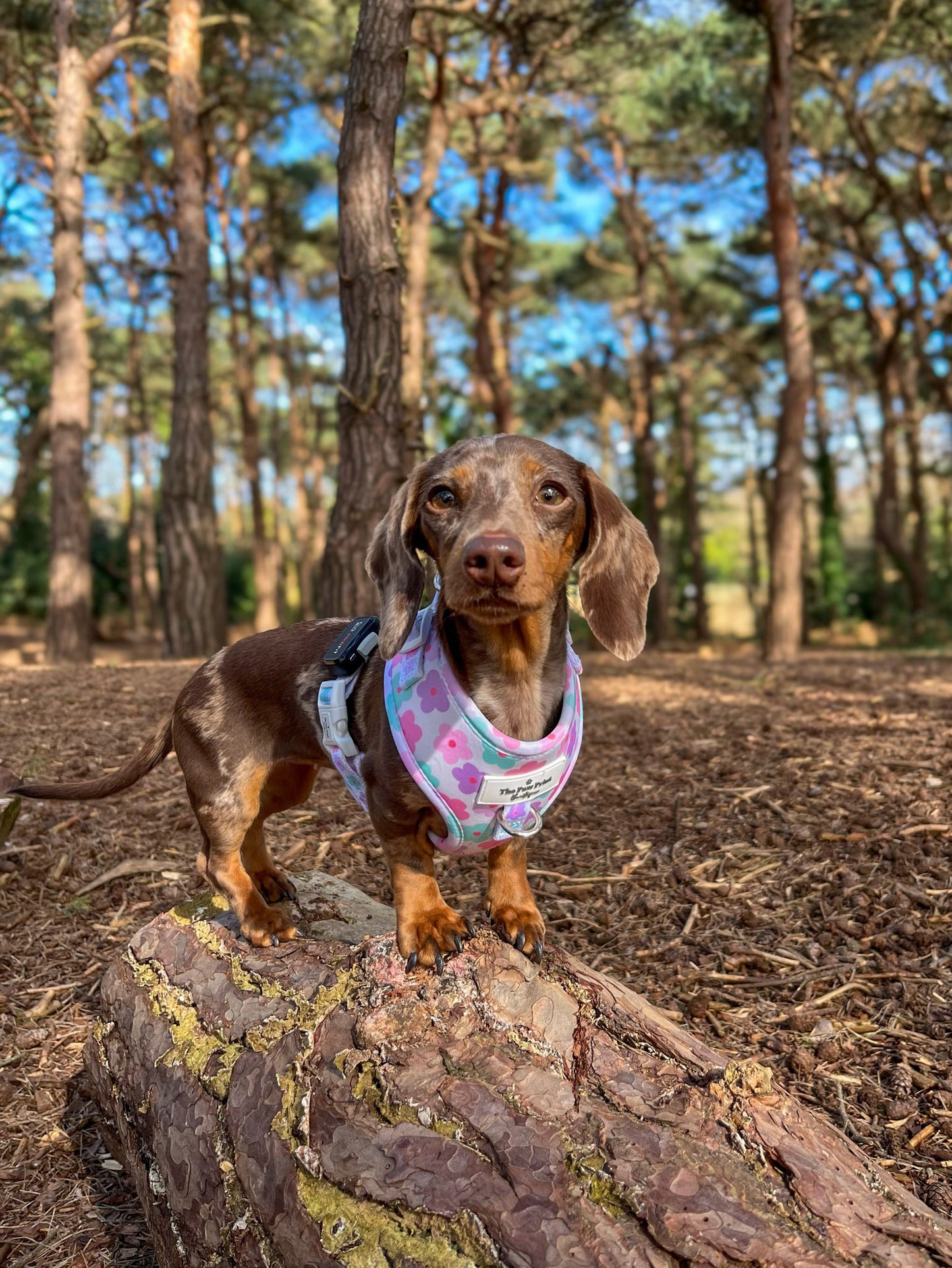 The Flower Power Adjustable Harness