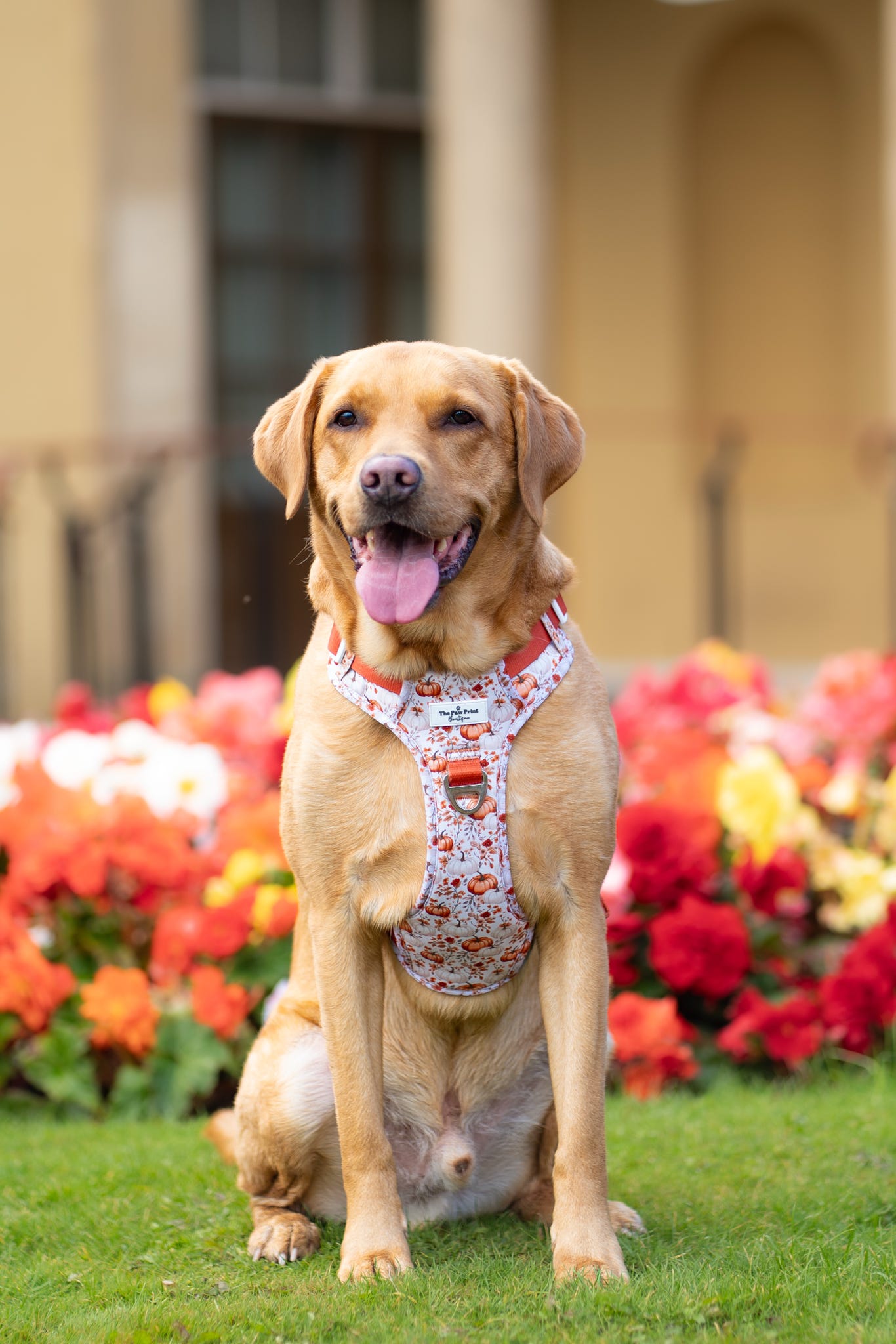 Pupkin Patch Adventure Paws Harness