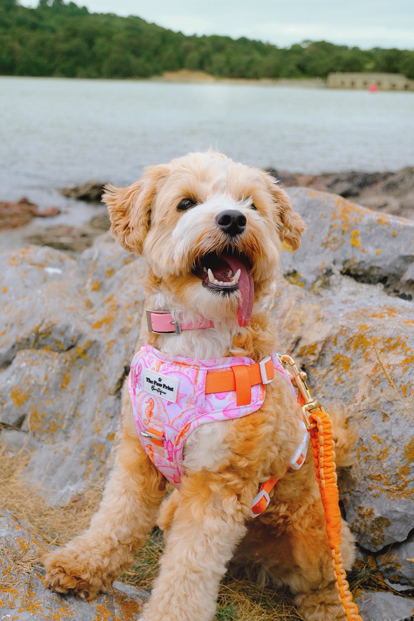Under the Sea Paws Harness