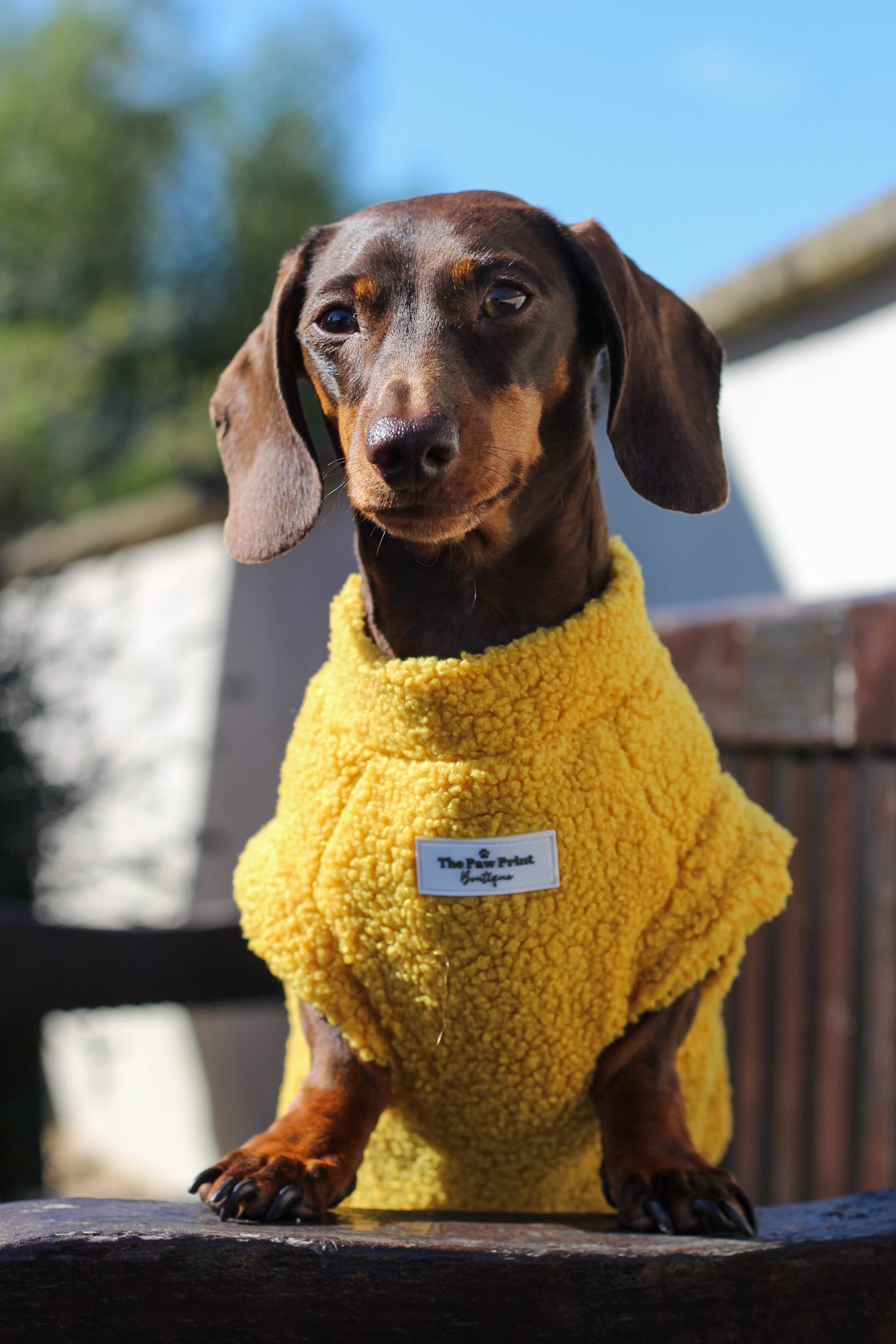Teddy Fleece - Mustard