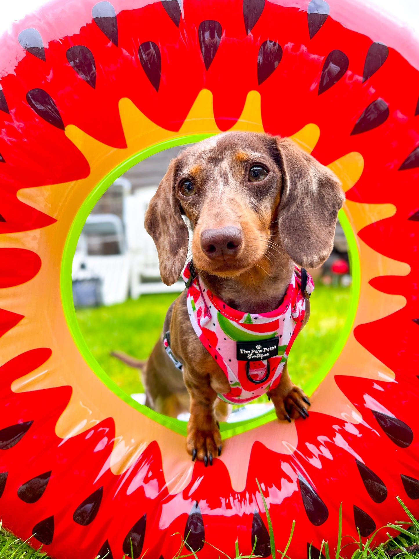The Watermelon Sugar Adjustable Harness