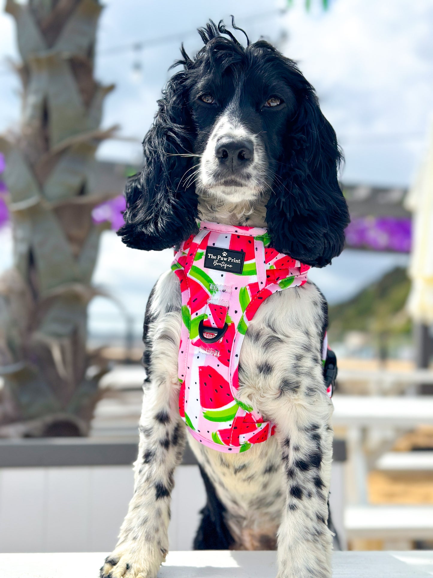 The Watermelon Sugar Adventure Paws Harness
