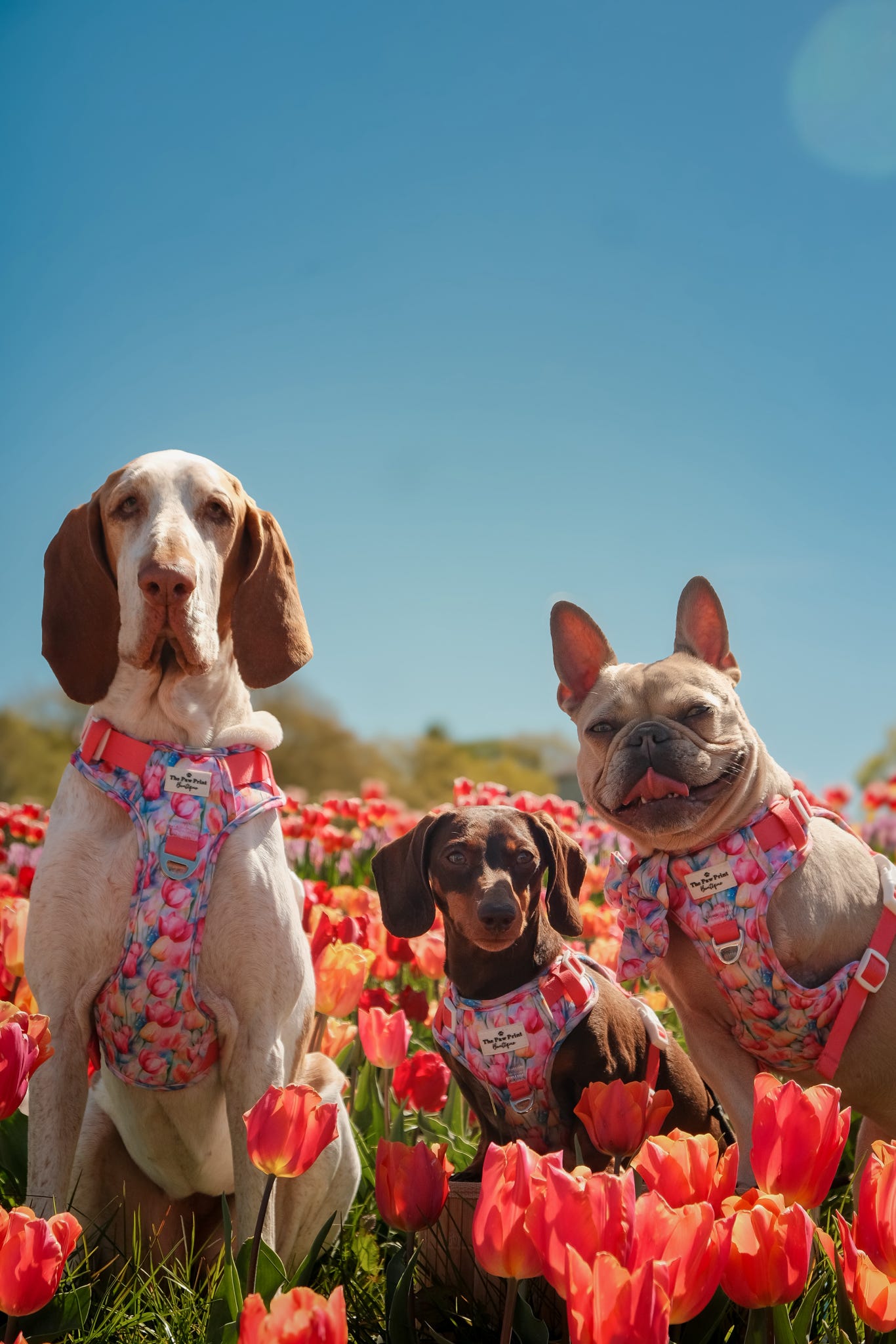 The Tulip Field Adventure Paws Harness