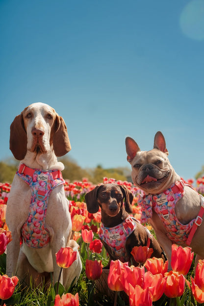 The Tulip Field Adventure Paws Harness
