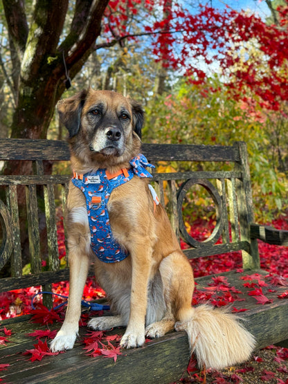 Seasons Tweetings Adventure Paws Harness