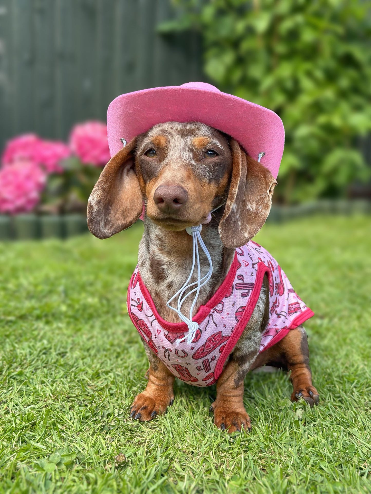 The Giddy up Pup Cooling Vest