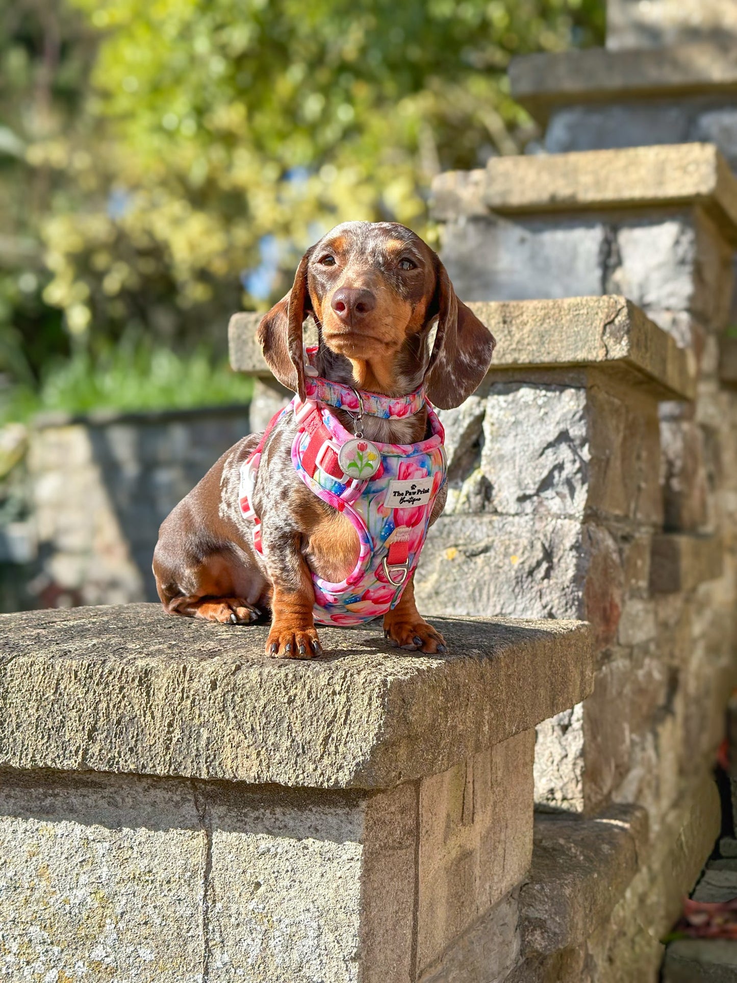 The Tulip Field Adventure Paws Harness