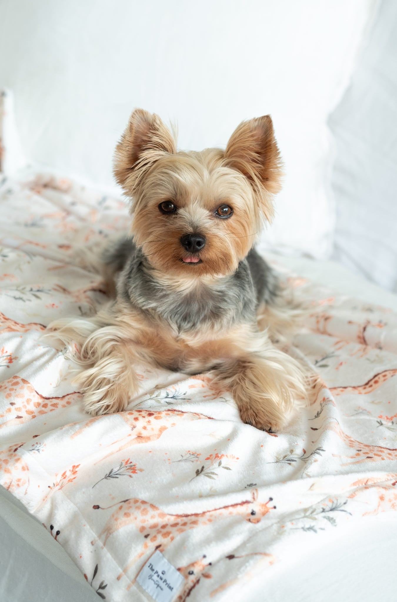 The Graceful Giraffe Dog Blanket