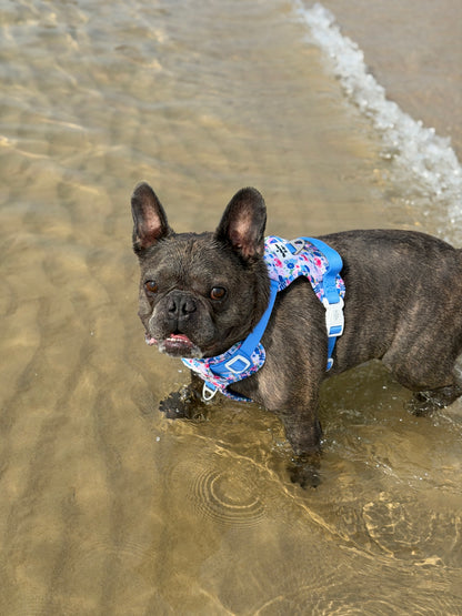 Santorini Seagulls Adventure Paws Harness