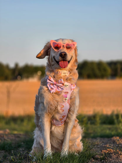 Miami Palms Adventure Paws Harness