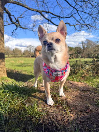 The Tulip Field Adjustable Harness