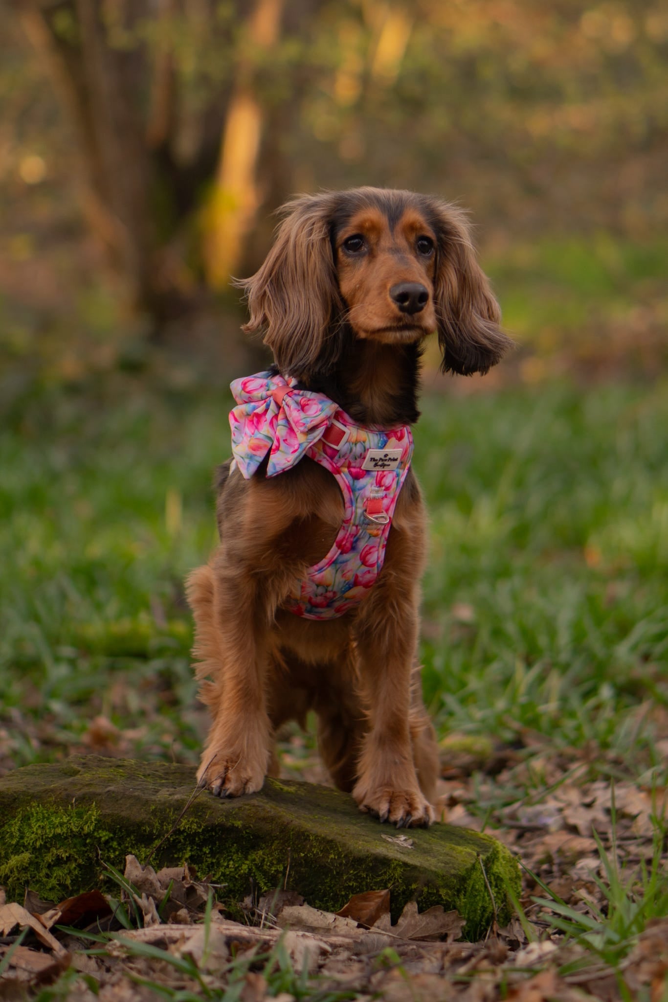 The Tulip Field Adventure Paws Harness