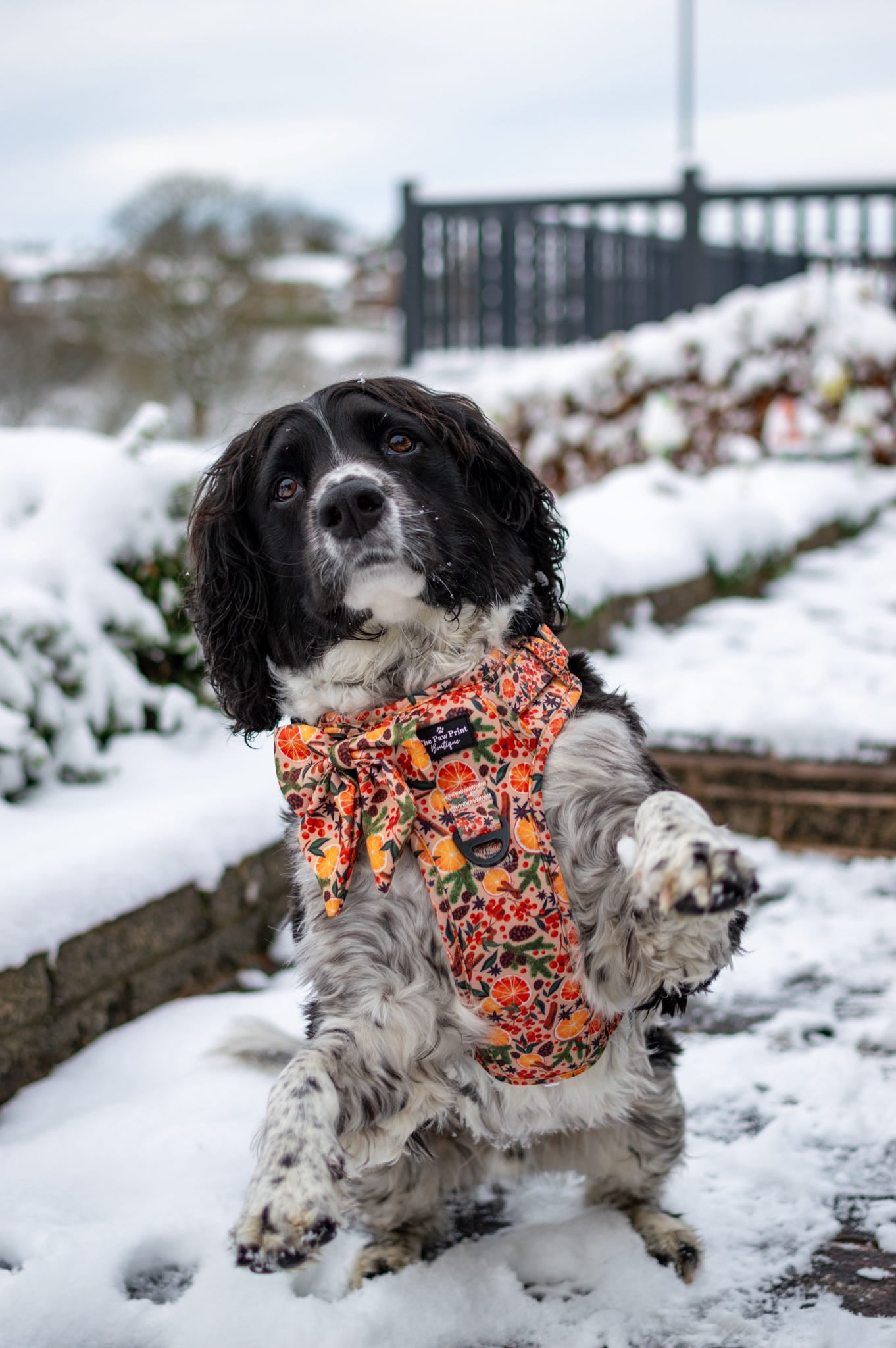 The Winter Scents Adventure Paws Harness