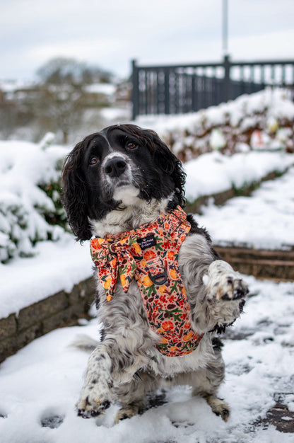 The Winter Scents Adventure Paws Harness